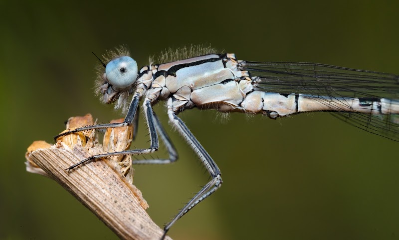 Damselfly