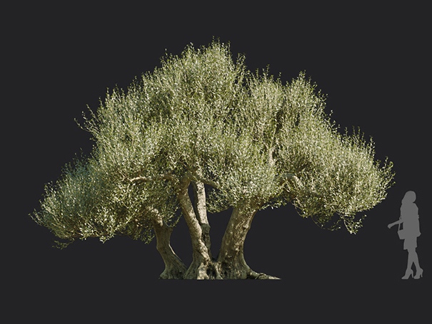 Maxtree - Plant Models Vol.113