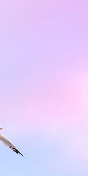 Seagull, Pastel, Sky, Freedom 4K Wallpaper Background
