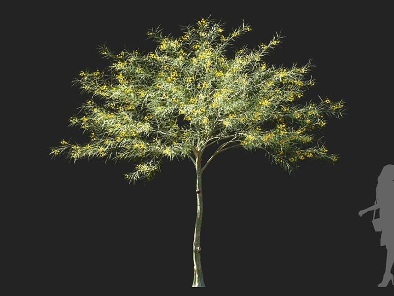 Maxtree - Plant Models Vol.122