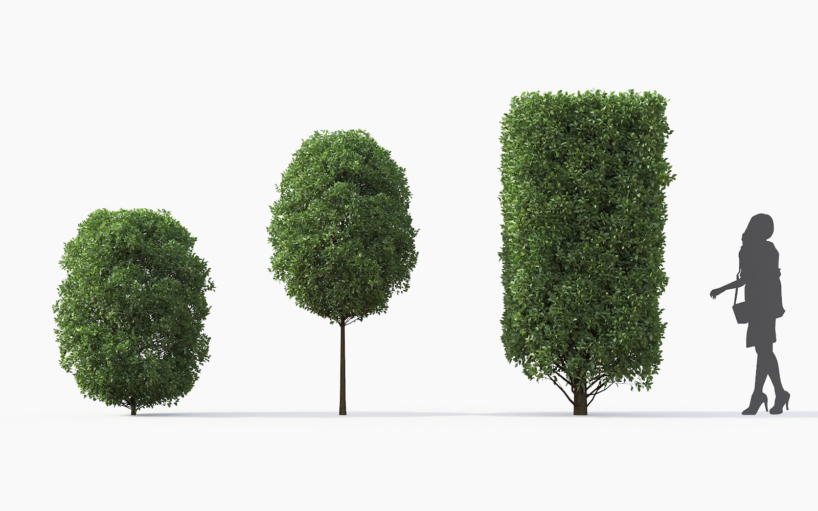 Maxtree - Plant Models Vol.28