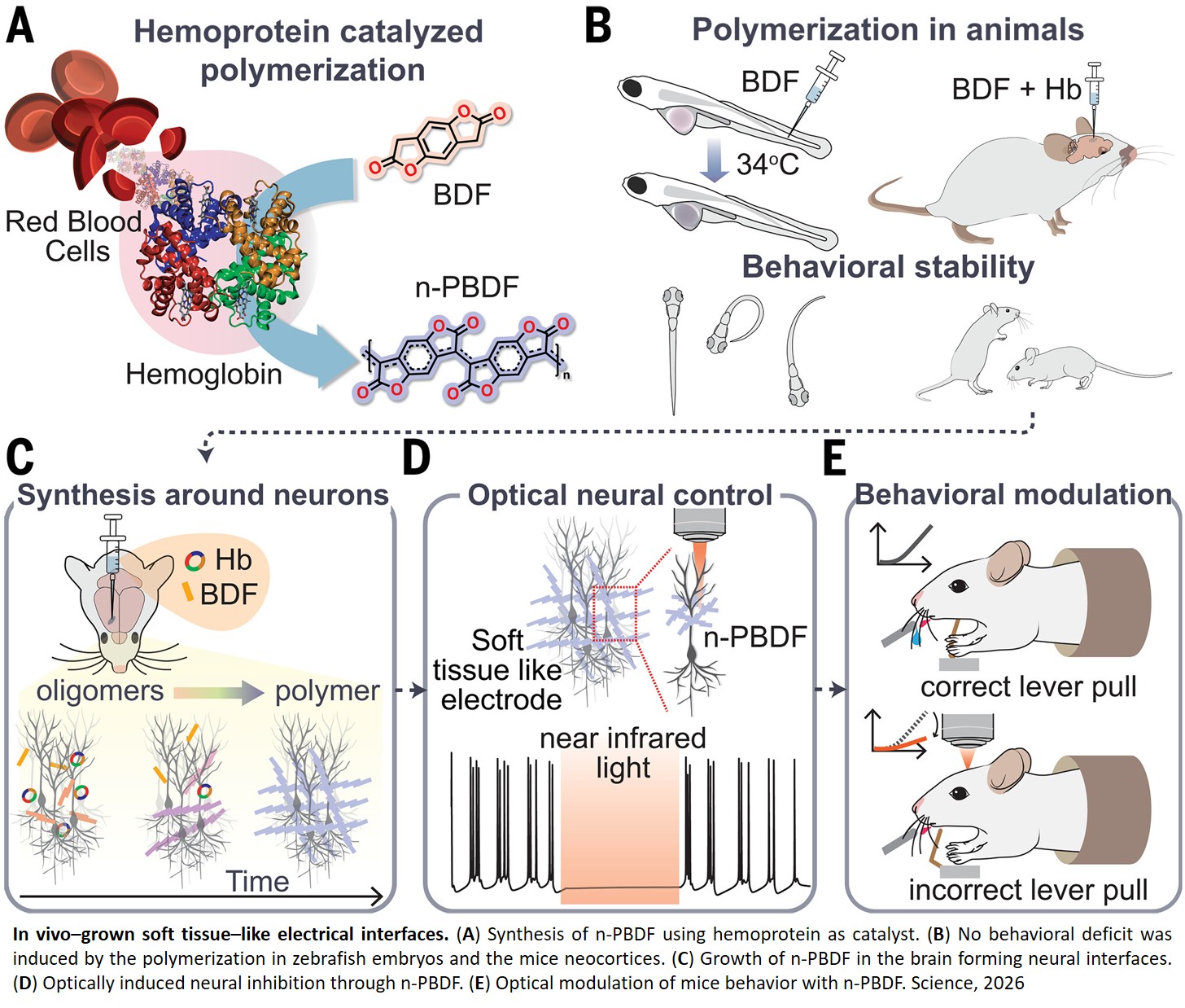Optical neural control by blood-catalyzed polymers