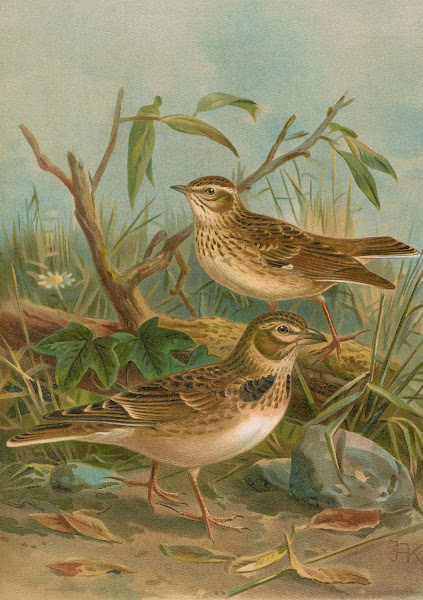 Melanocorypha calandra  Lullula arborea