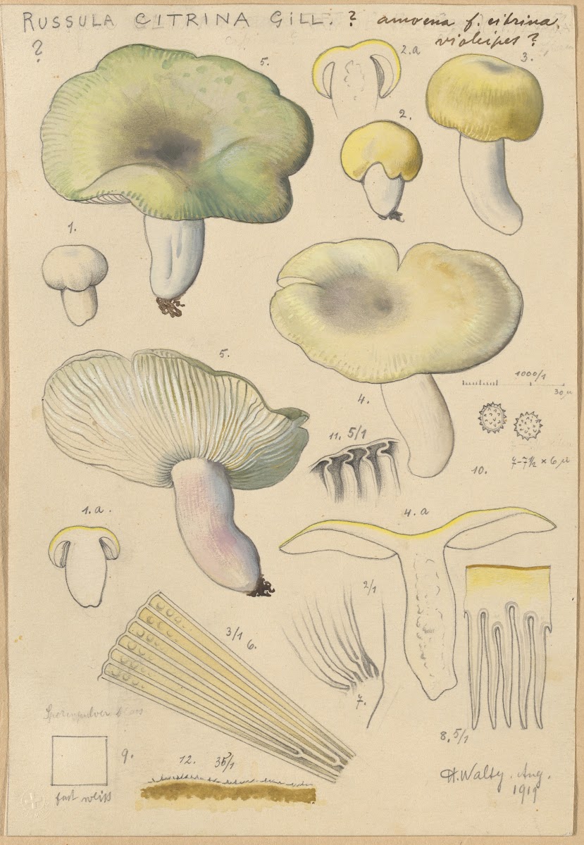 Russula citrina Gill 1915 1945