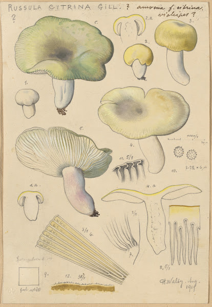 Russula citrina Gill 1915 1945
