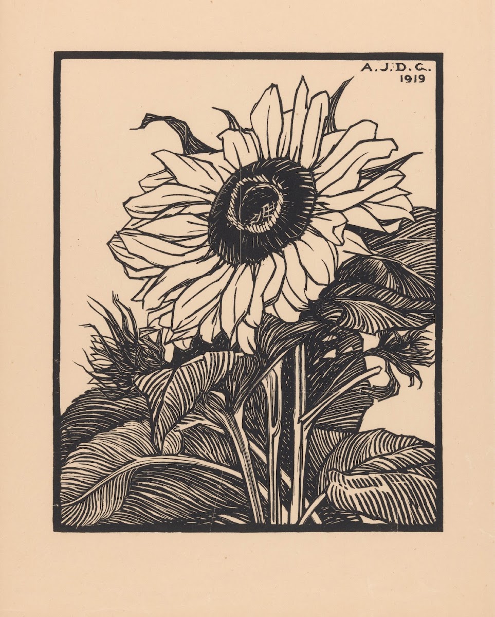 Sunflower 1919