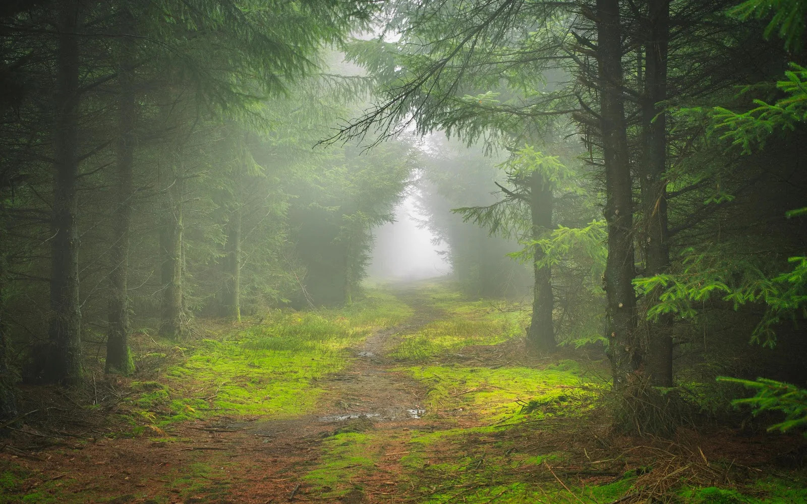 Path Through Misty Green Forest - Nature Photography 5K Wallpaper (5120x3200)