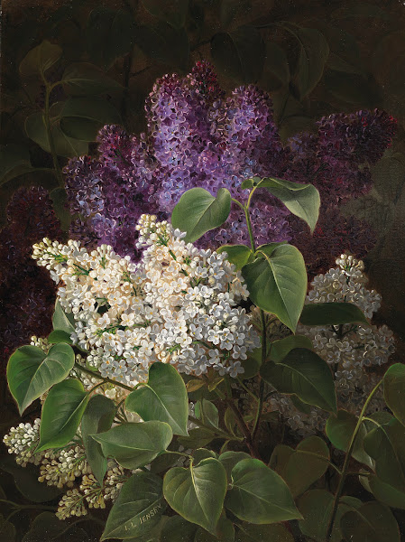 Weißer und violetter Flieder 1845