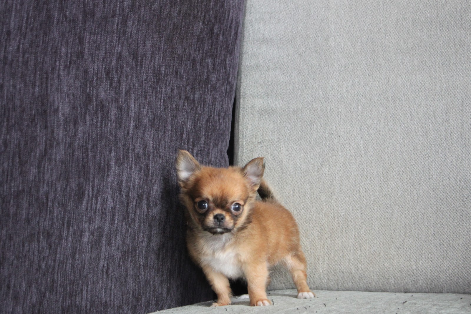 12/10出生 高端優質迷你長毛吉娃娃紅棕色妹妹