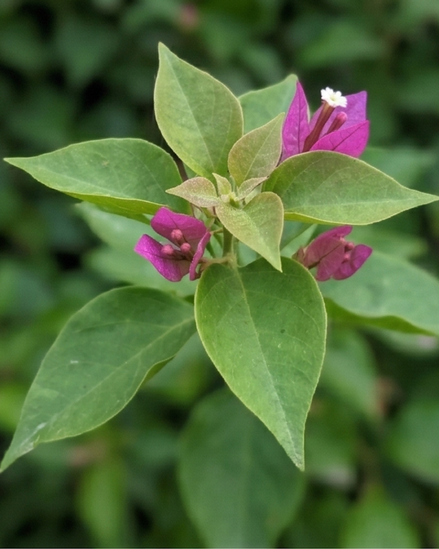 Imported Violet September Bougainvillea Plant — view 5