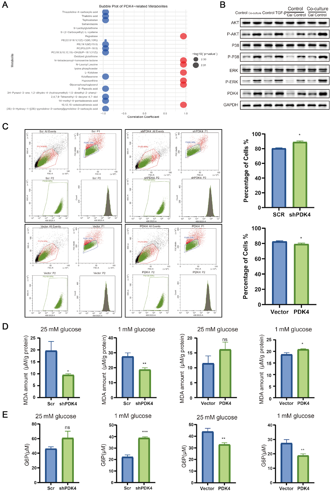 PDK4-driven metabolic reprogramming enhances mesothelial cell invasion in colorectal cancer peritoneal metastasis
