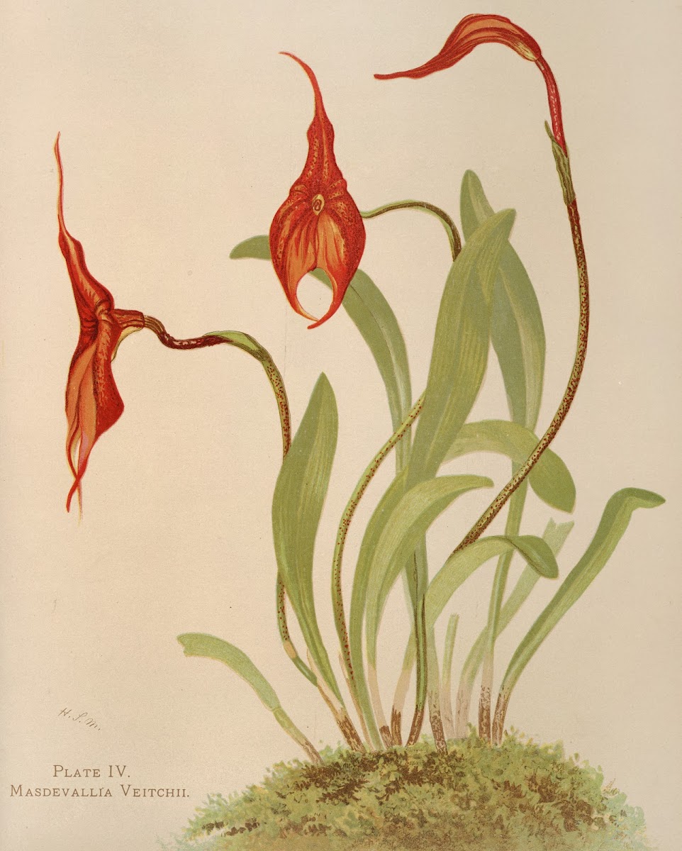 Masdevallia Veitchii 1885
