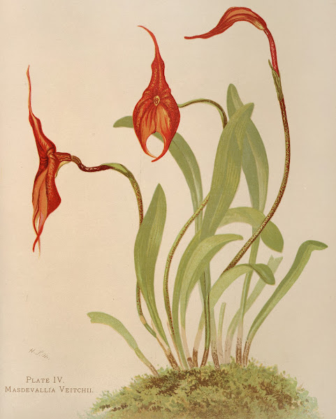 Masdevallia Veitchii 1885