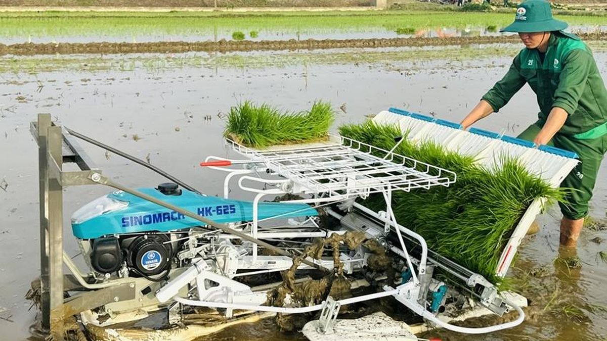 Lúa - vịt hữu cơ: Hướng đi mới trên vùng thấp trũng Đan Điền - Báo Thừa Thiên Huế