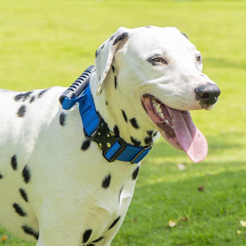 Taktisches Hundehalsband mit Griff