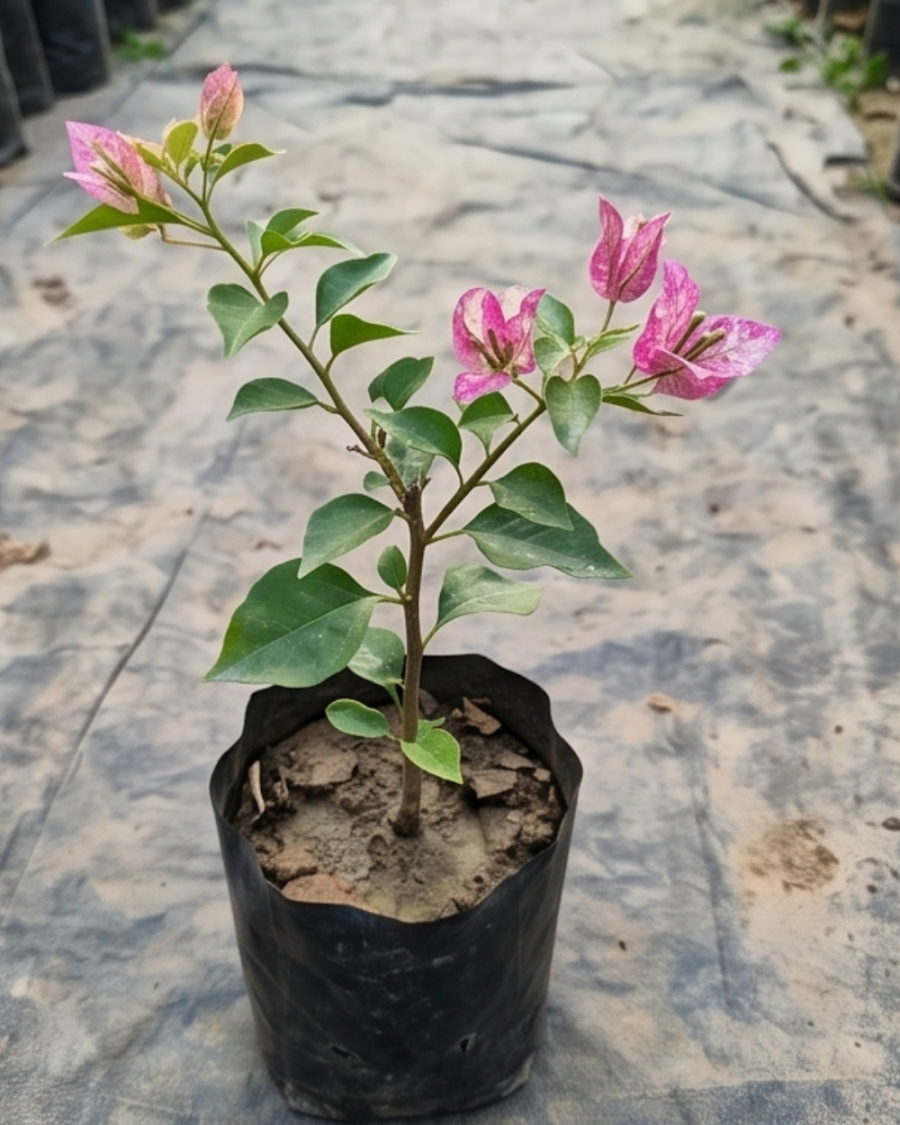 Imported Sexy Ice Bougainvillea Plant — view 2