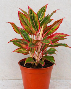 Aglaonema Chinese Evergreen Indoor Plant