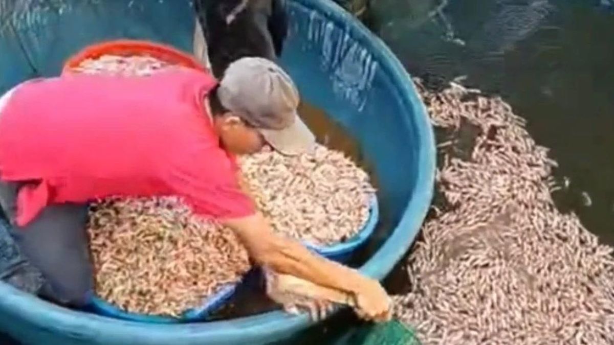 Tôm chết trắng hồ, hút cạn nước phát hiện vật lạ - Báo Tiền Phong