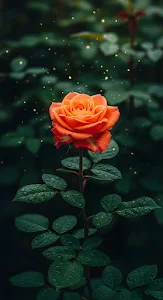 Ethereal Orange Rose Bloom with Golden Bokeh Sparks