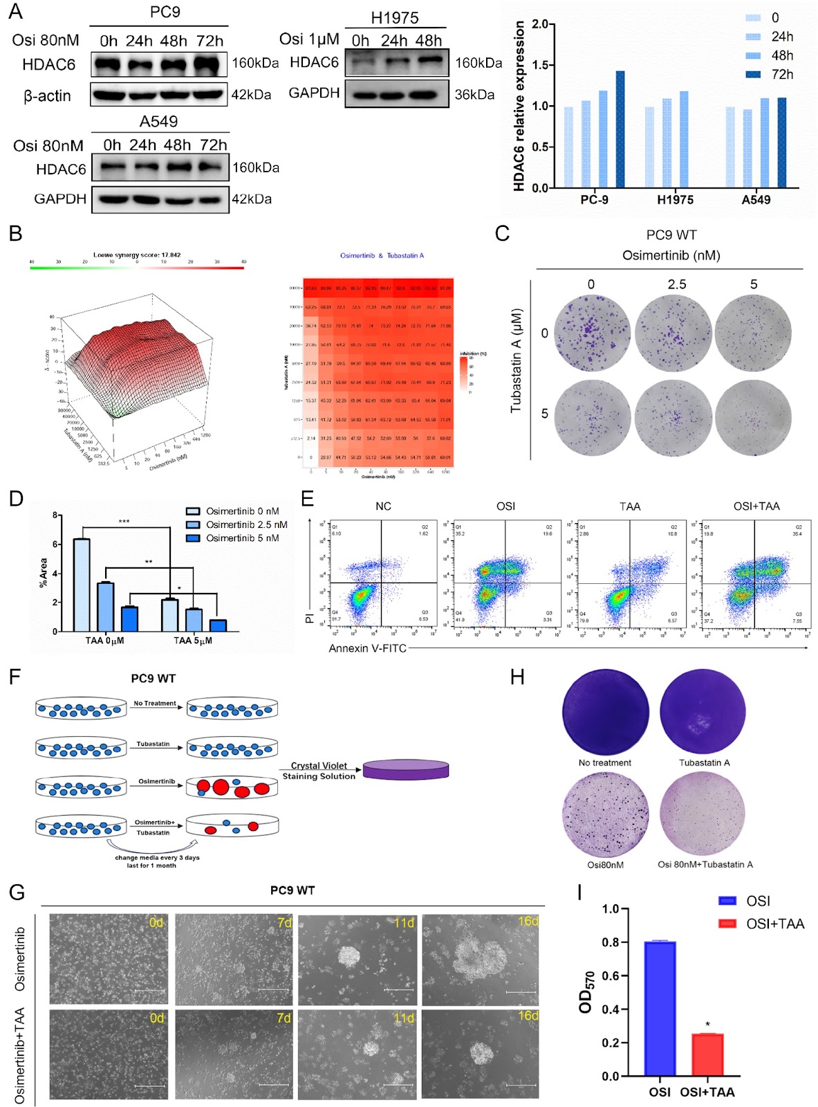 HDAC6 promotes osimertinib resistance evolution in non-small cell lung cancer by activating EGFR degradation through the ubiquitin-proteasome pathway