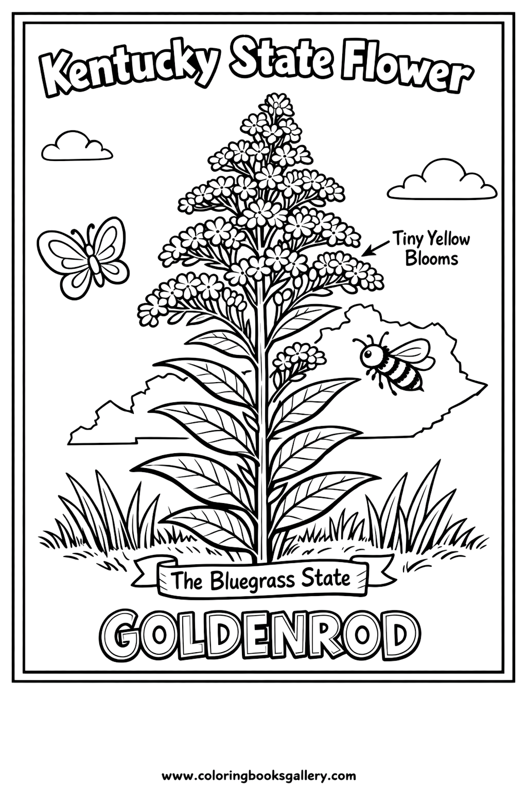 Kentucky State Flower – Simple Educational Printable Coloring Page for Kids – printable coloring page