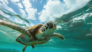 Turtle Underwater Wallpaper