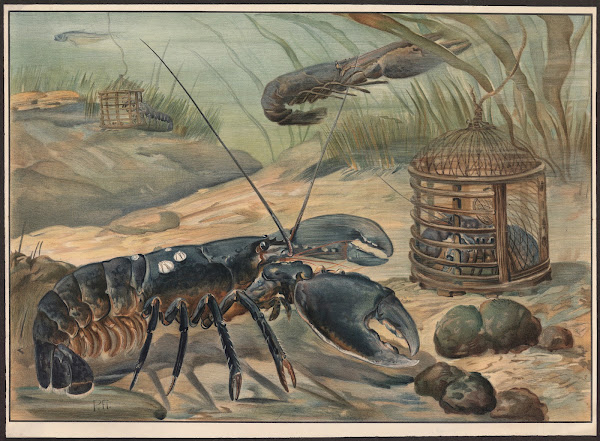 Lobster 1913
