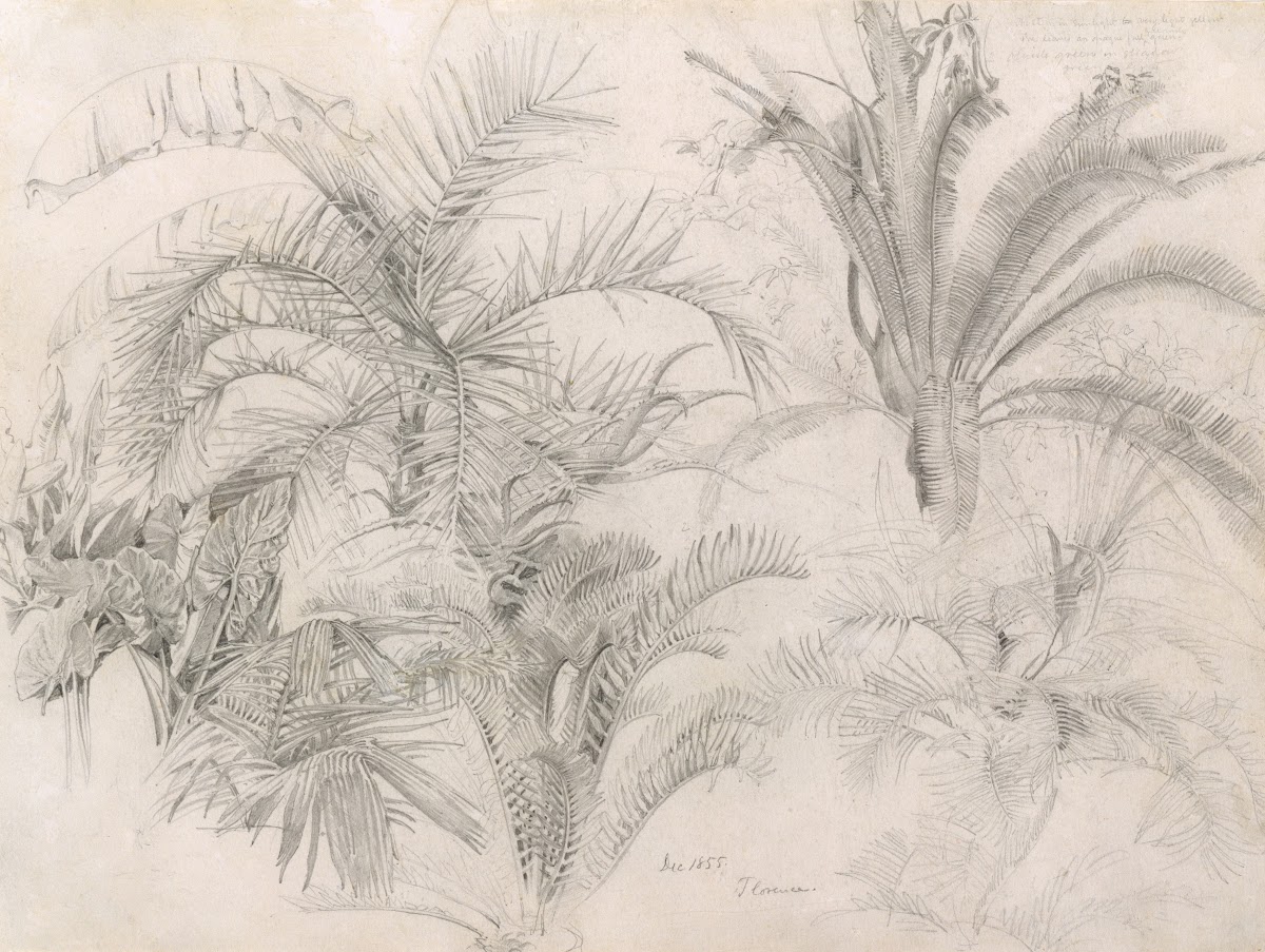 Palms 1855