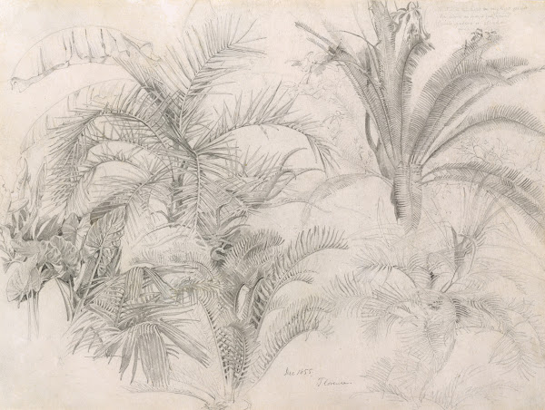 Palms 1855
