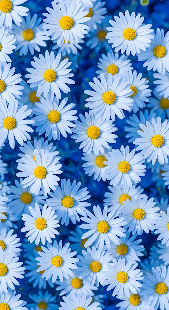 White Daisies Field Blue Background Vertical Floral Pattern - Free mobile Wallpaper