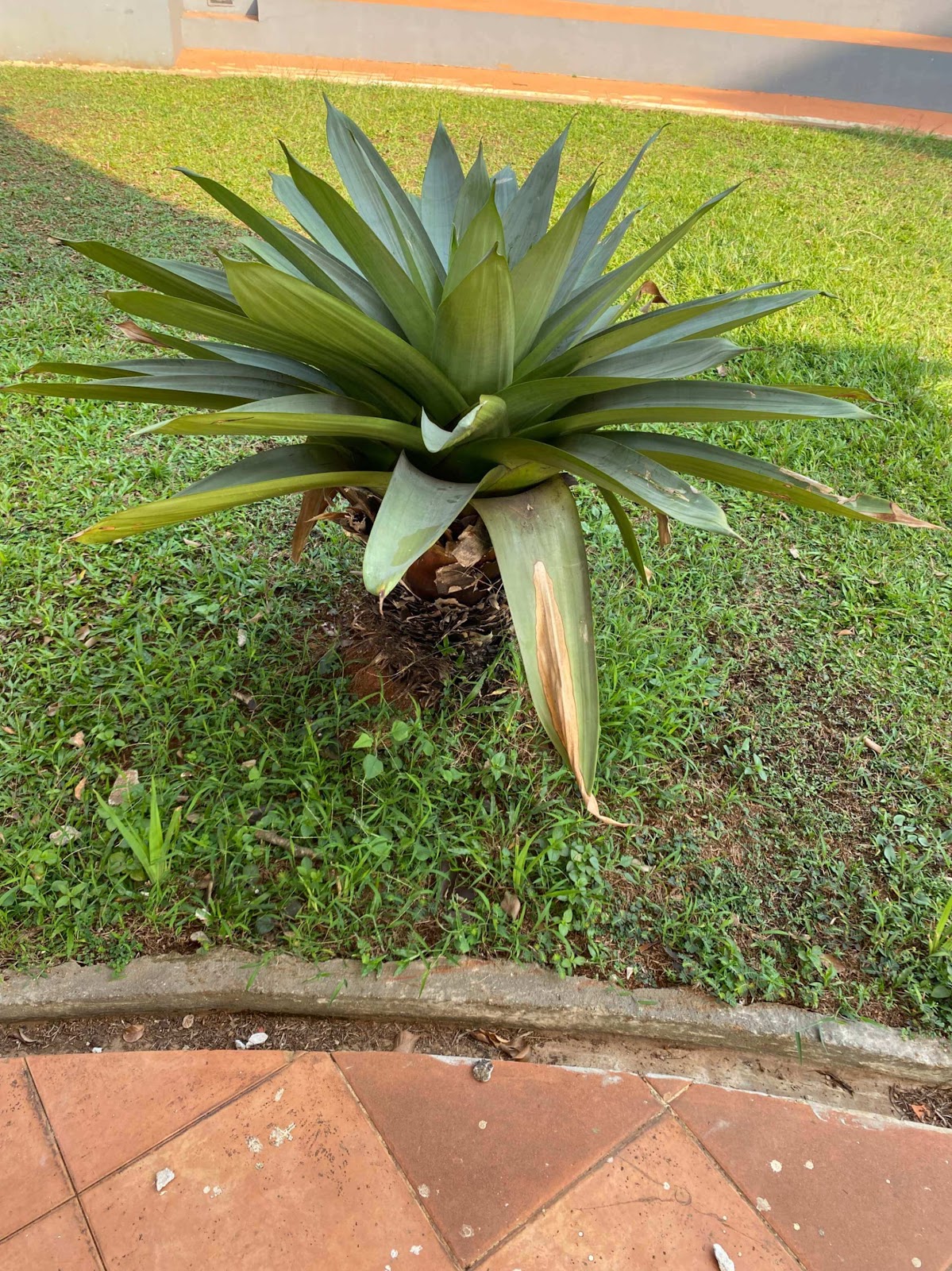 image of The Century Palm Tree