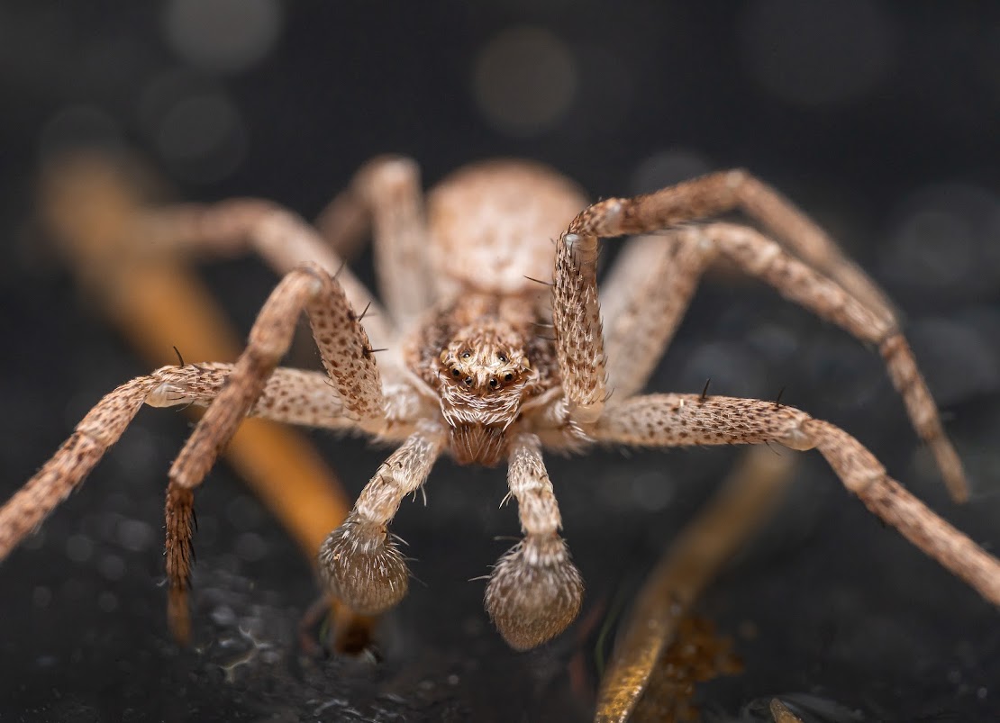 Philodromus sp.