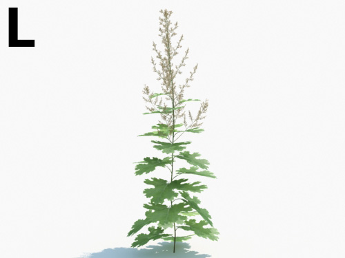 Maxtree - Plant Models Vol.3