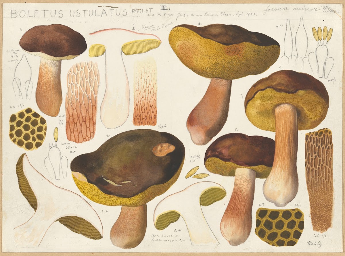 Boletus ustulatus Paulet 2 1915 1945