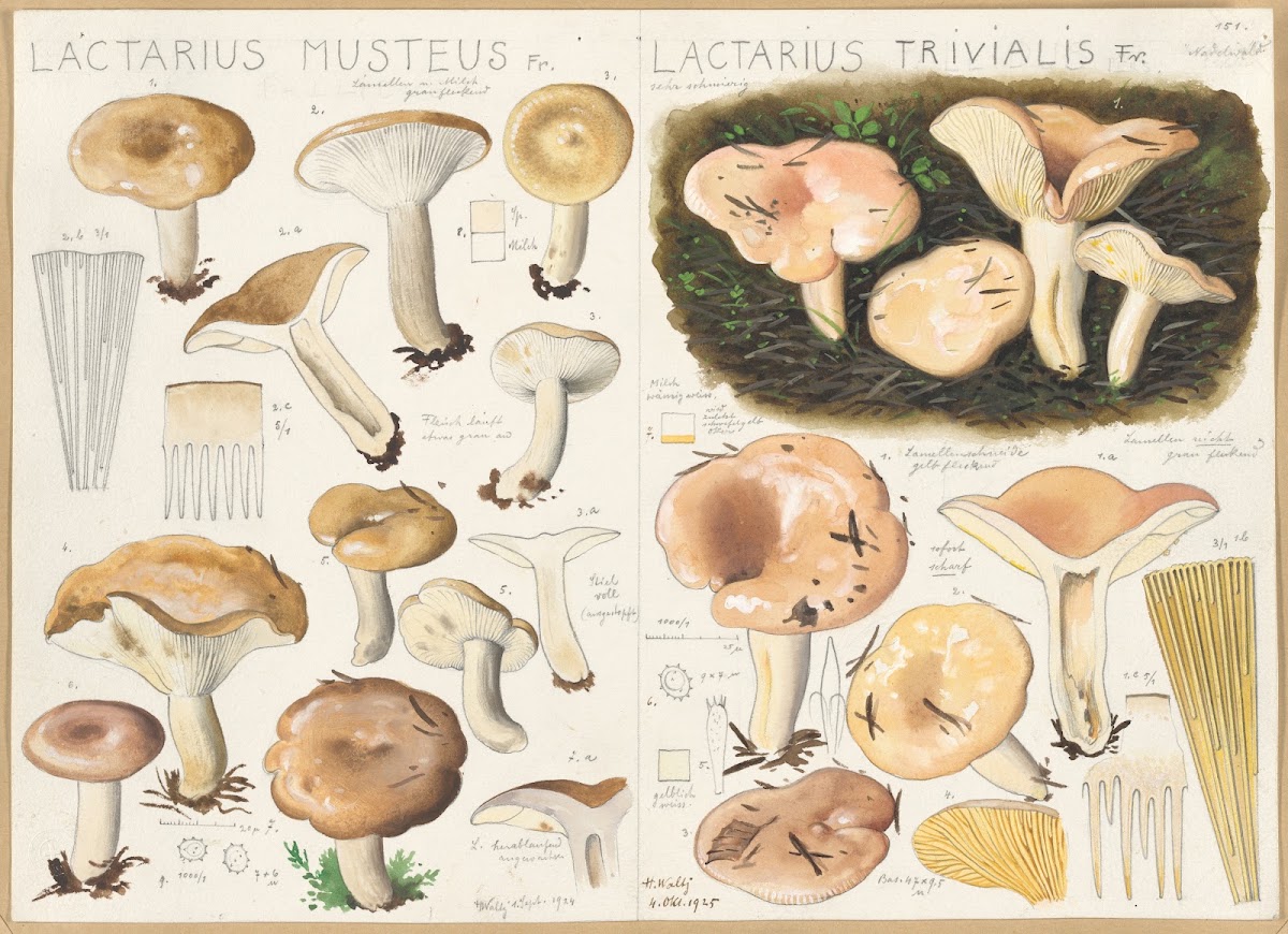 Lactarius musteus Lactarius trivialis 1915 1945