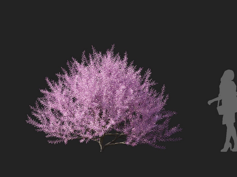 Maxtree - Plant Models Vol.127