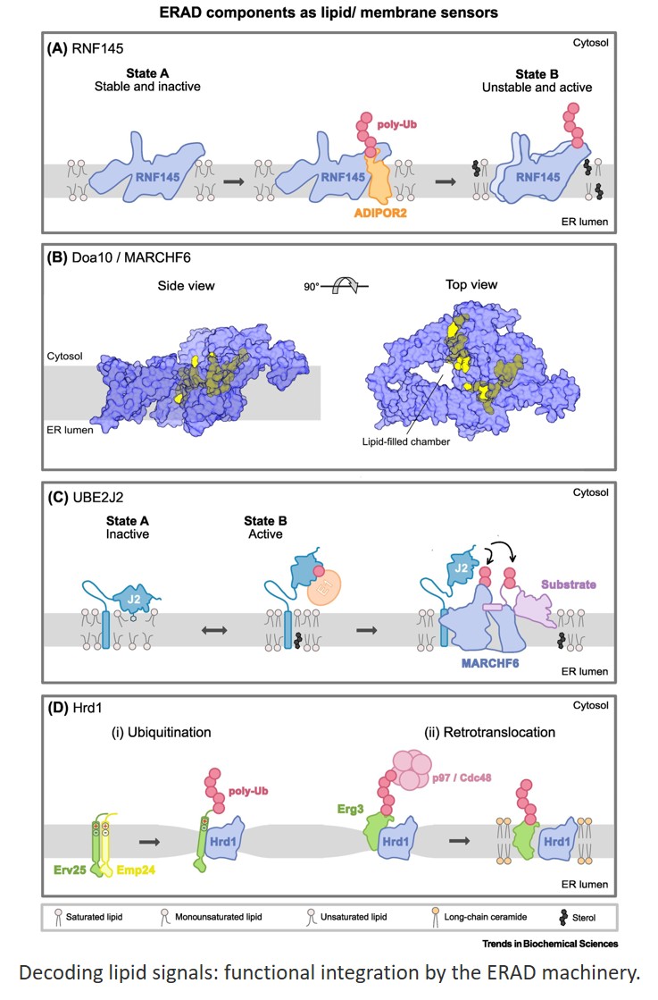 Regulation of endoplasmic reticulum-associated degradation (ERAD)