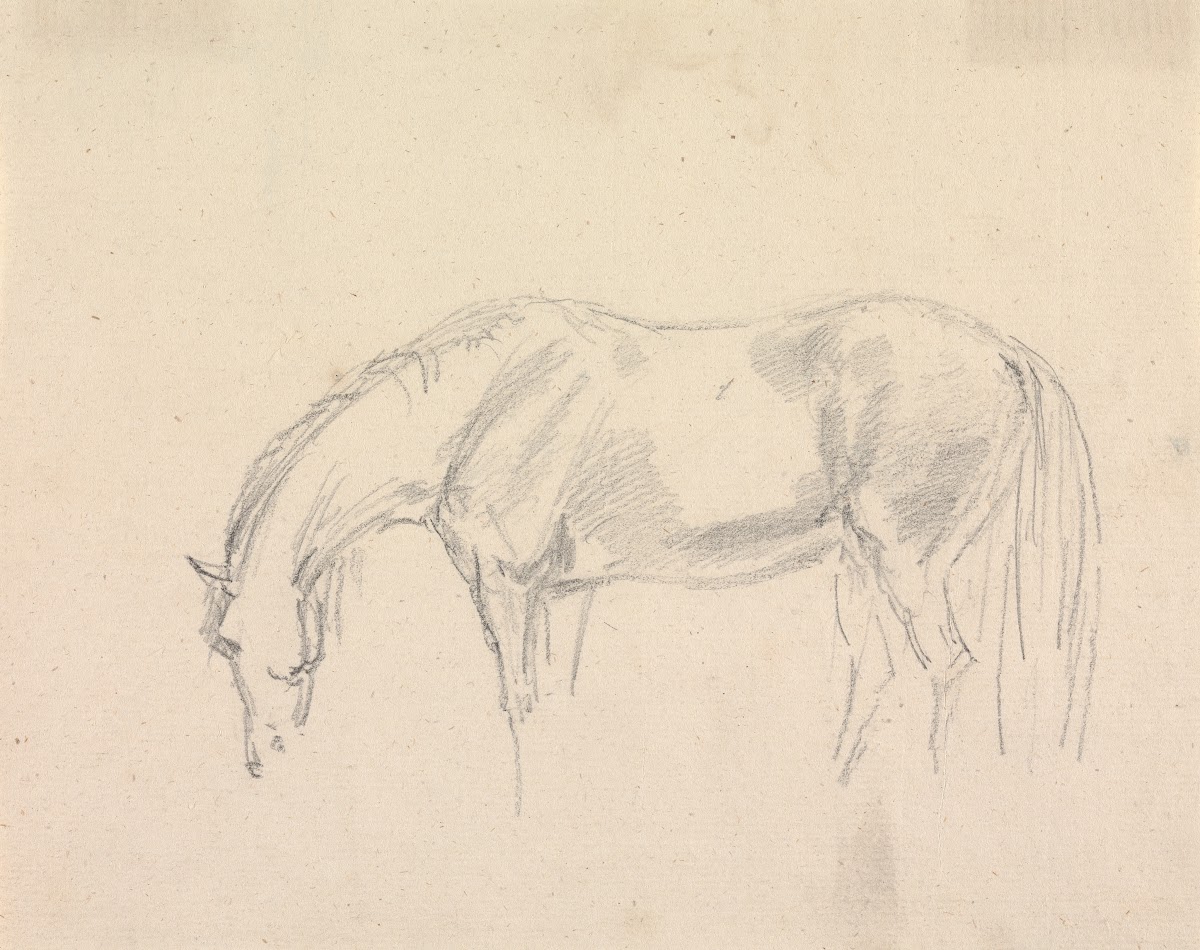 A Horse Grazing