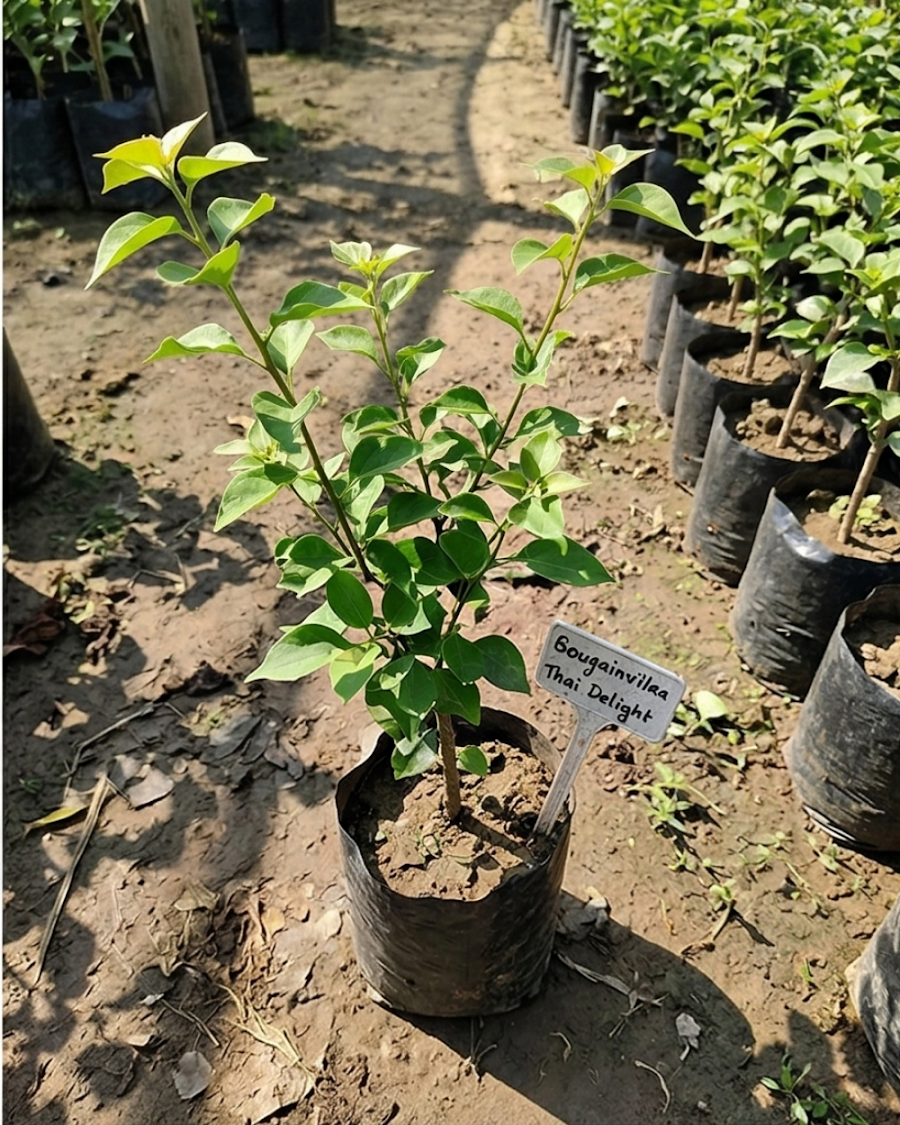 Imported Green Volcano Thai Delight Bougainvillea Plant — view 3