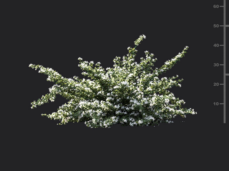 Maxtree - Plant Models Vol.119