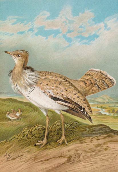 Houbara Macqueeni Gray