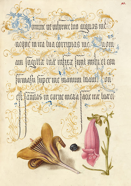 Cloth of Gold Crocus Beetle and Foxglove 15611596