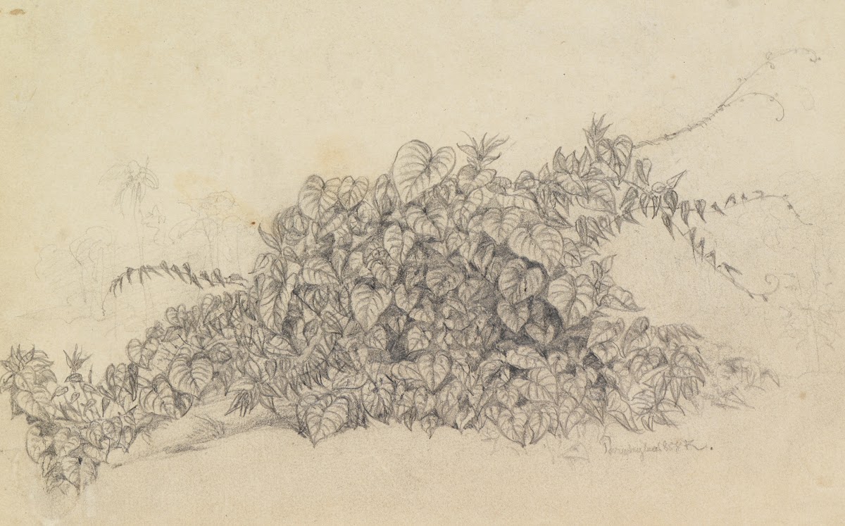 Studie Blätter einer Rankenpflanze 1858