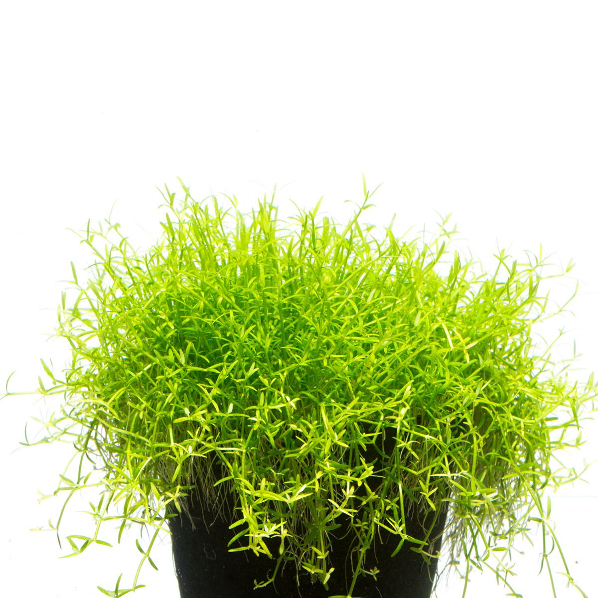 Microcarpea Minima Merrill
