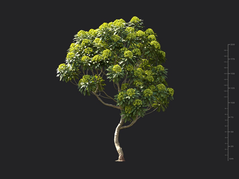 Maxtree - Plant Models Vol.119
