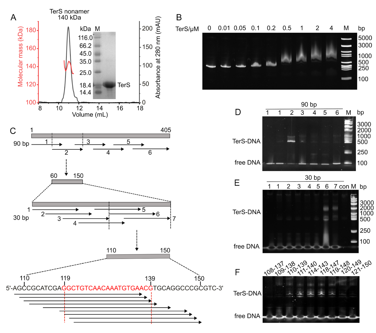 Structural and functional insights into the distinct DNA recognition mechanisms of the terminase small subunit TerS from cyanophages