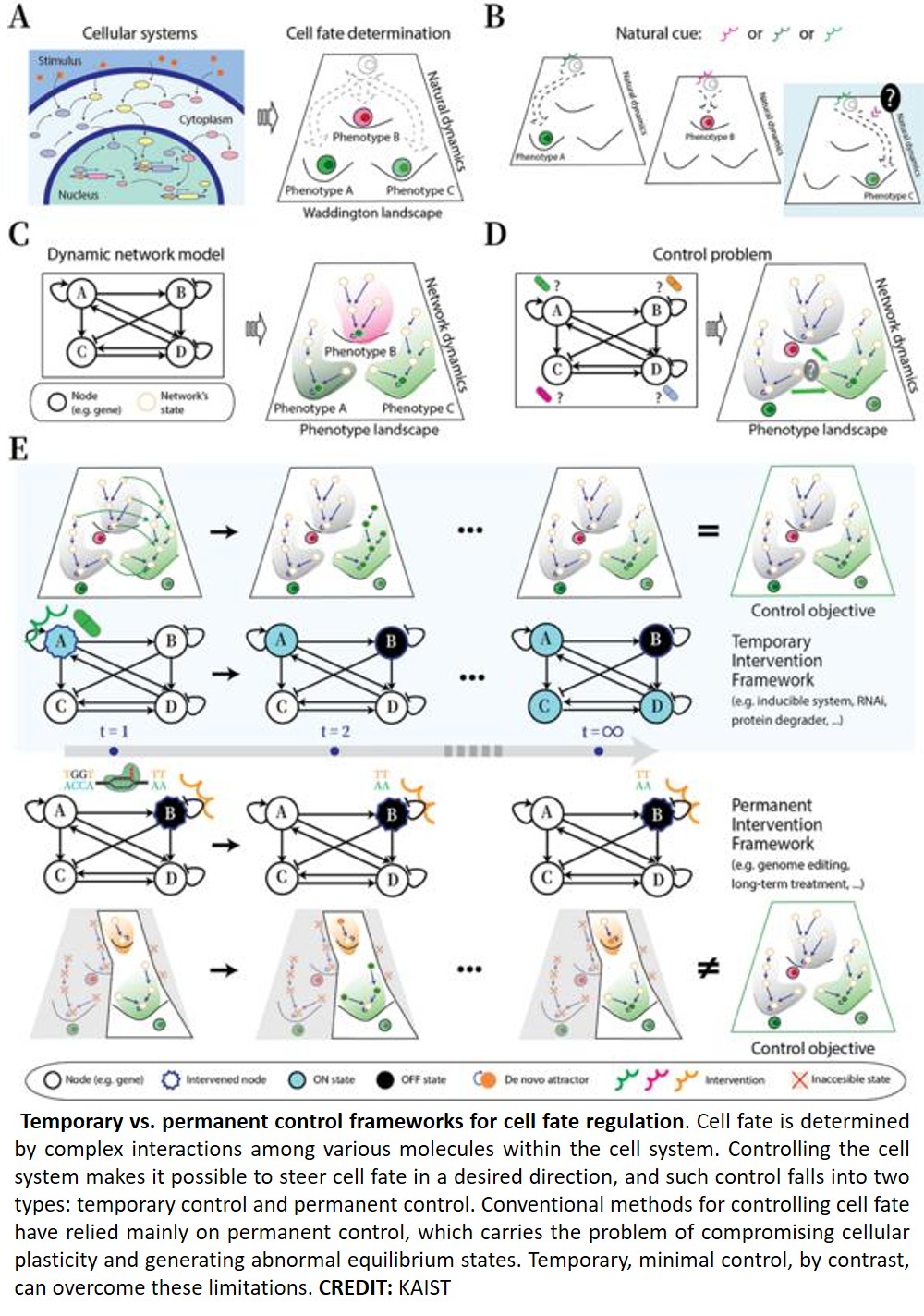 A foundational model redirects cell fate with just a single stimulus