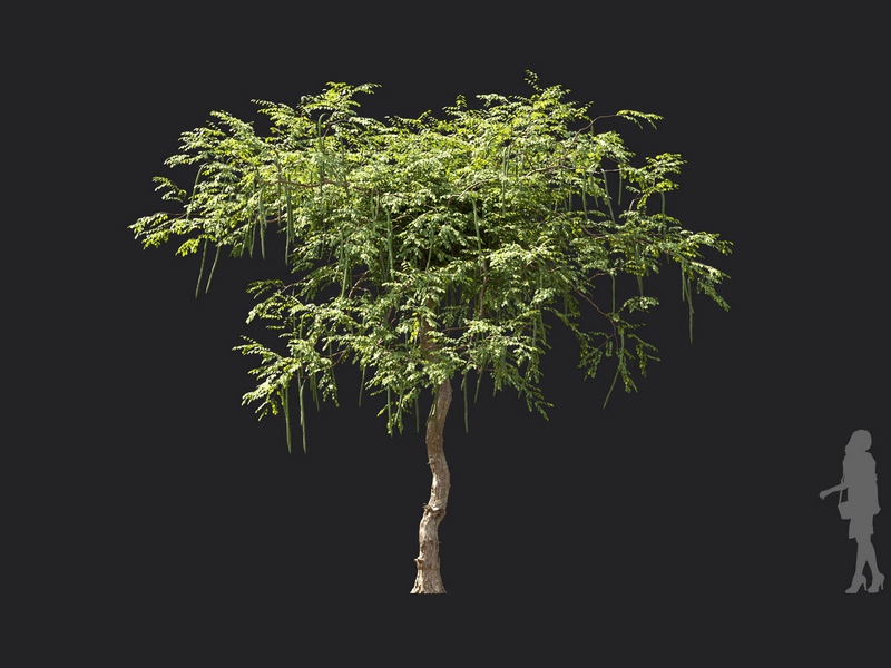 Maxtree - Plant Models Vol.119