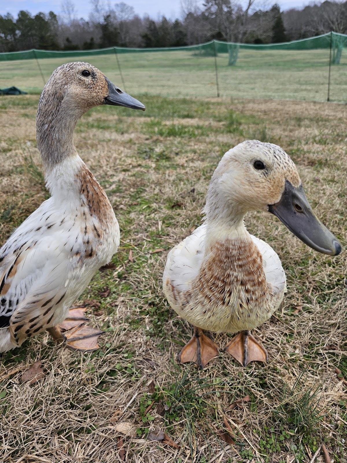 Welsh Harlequin Duckling