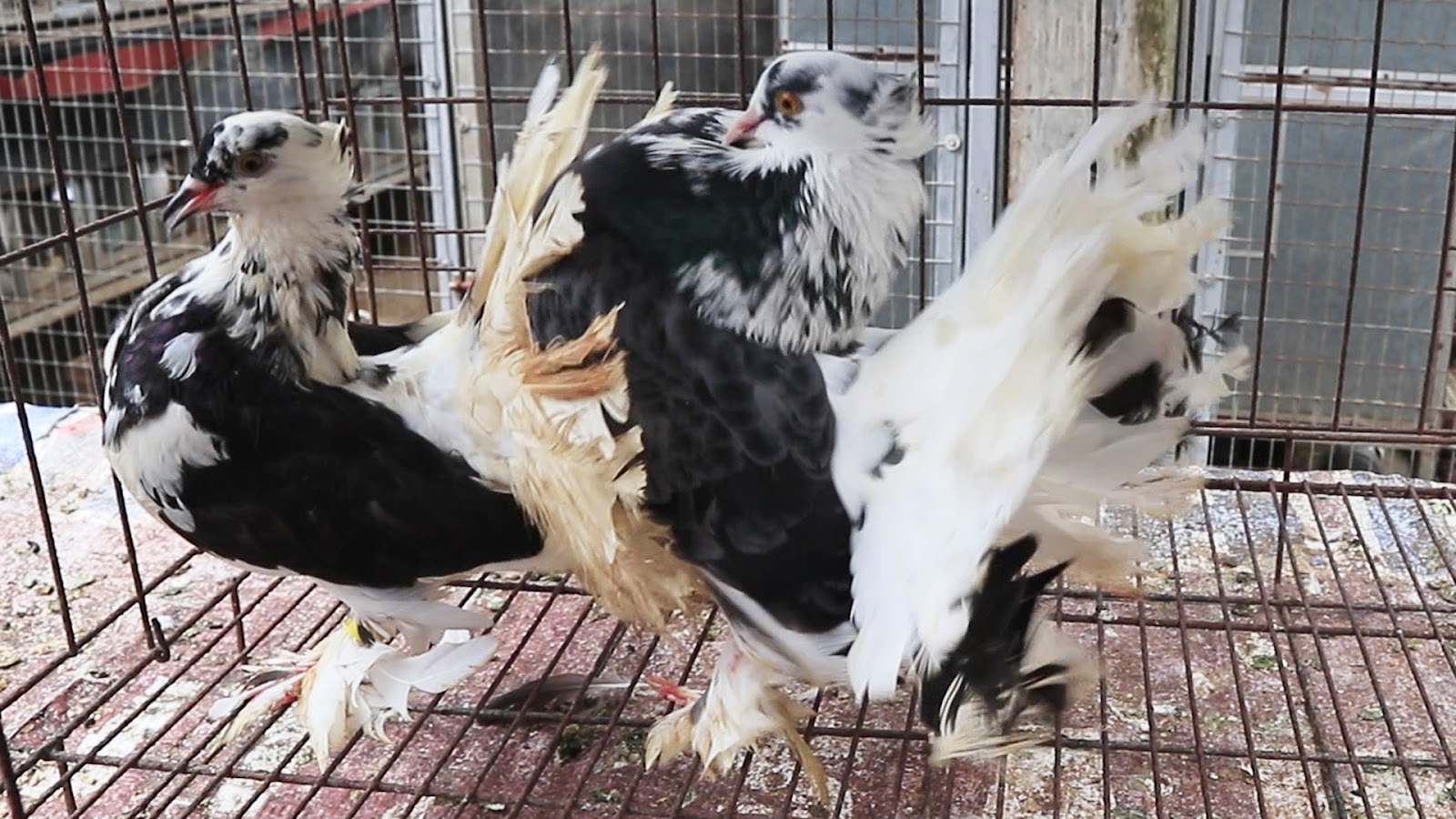 MERPATI KIPAS 0012060325